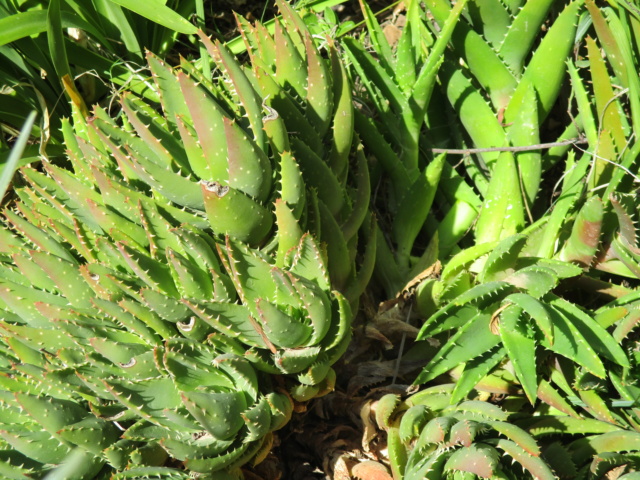 Identification Aloe Aspara12