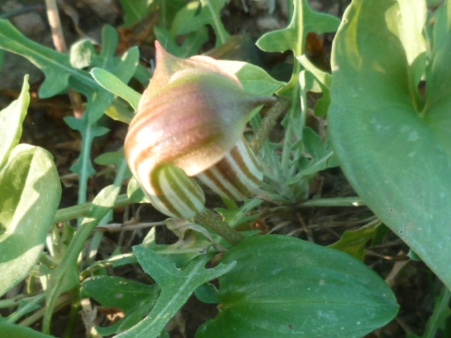 Arisarum vulgare - capuchon de moine Asphod14