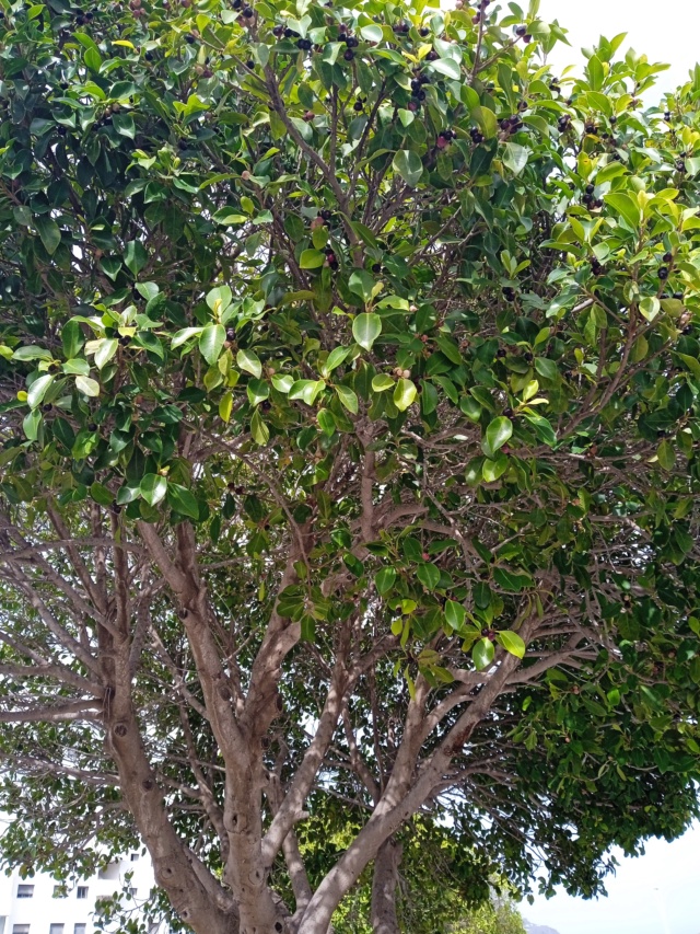 Ficus mais lequel ? Bauhin23