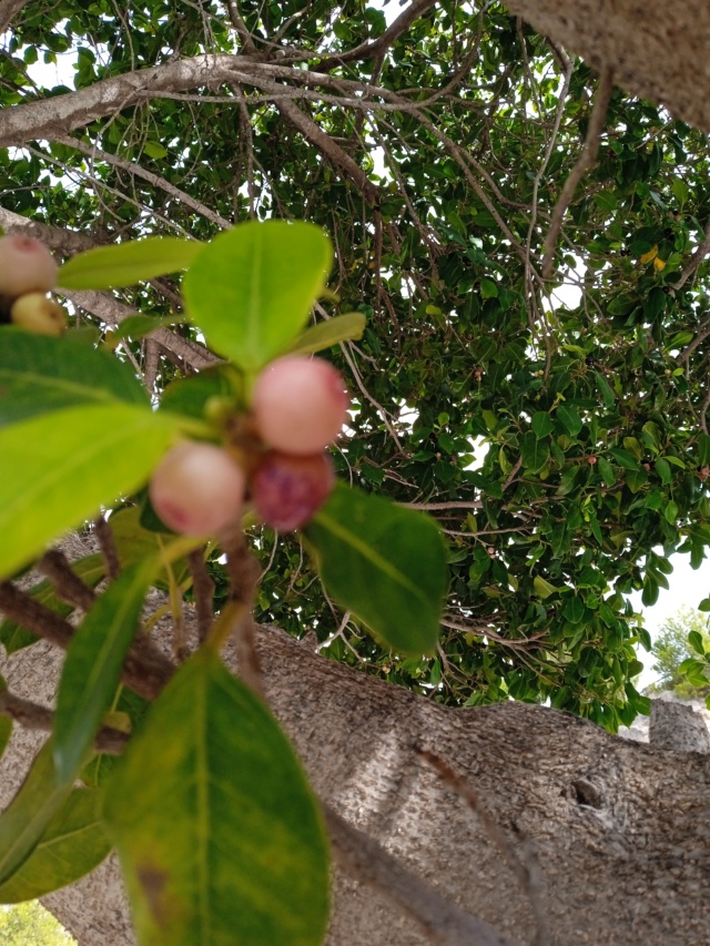 Ficus mais lequel ? Bauhin24