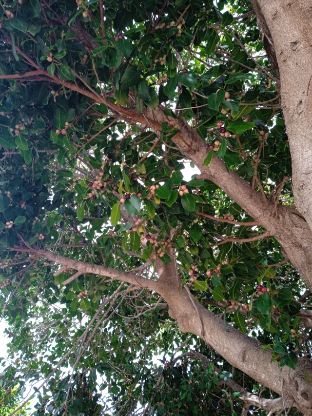 Ficus mais lequel ? Bauhin25