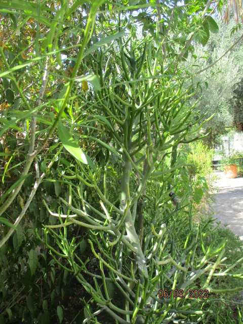 Euphorbia tirucalli - Page 3 Bauhin29