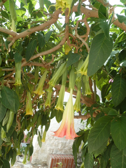 Brugmansia - le genre - Page 12 Brugma20