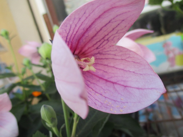 Platycodon grandiflorus - platycodon à grandes fleurs Brugma40