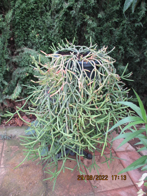 Rhipsalis cereuscula Cactus20