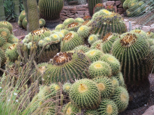 Echinocactus grusonii Cactus25