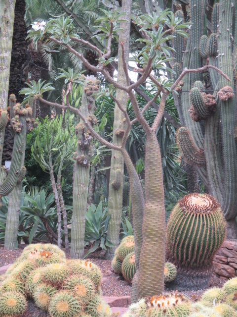 pachypodium - Pachypodium lamerei - Page 5 Cactus29