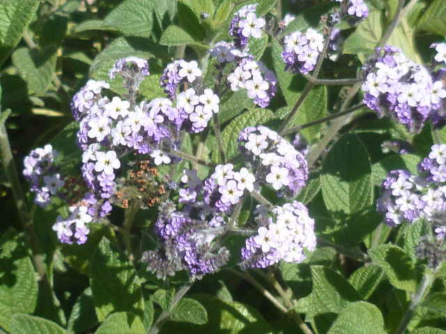 Heliotropium arborescens - [identification] Campel13