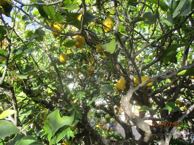 citrus - Citrus limon - citronnier des quatre saisons - Page 6 Citron17