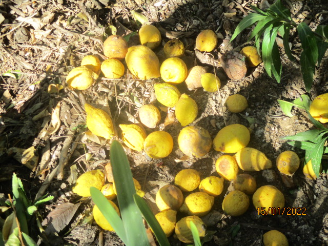 Citrus limon - citronnier des quatre saisons - Page 6 Citron18