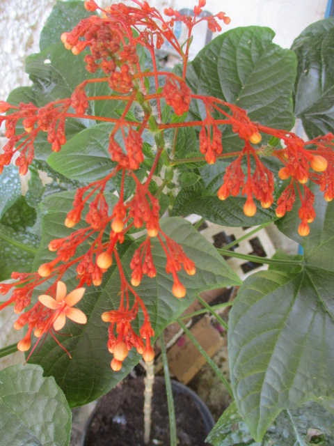 Clerodendrum paniculatum Clerod17