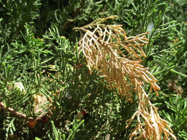 Cupressus sp. - Cyprès Cyprzo13