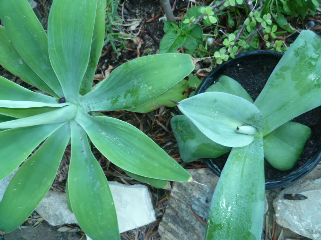 Identification Agaves et succulente, résolue en partie=A.lophanta et crassula capitella Differ10
