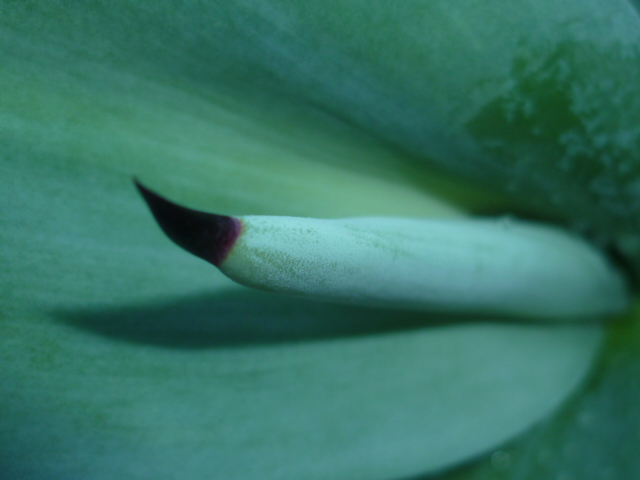 Identification Agaves et succulente, résolue en partie=A.lophanta et crassula capitella Differ11