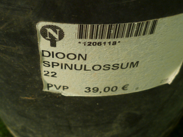 Dioon spinulosum Dioon_10