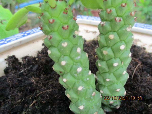 Identification euphorbe=Monadenium guentheri [Identification] Diver196