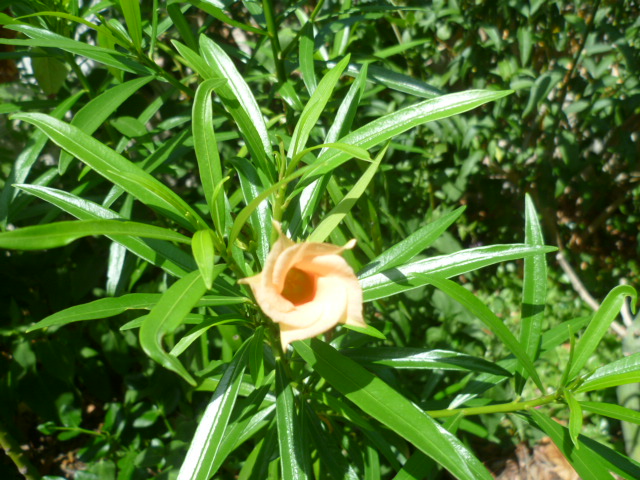 Cascabela thevetia (= Thevetia peruviana) - Page 2 Divers22