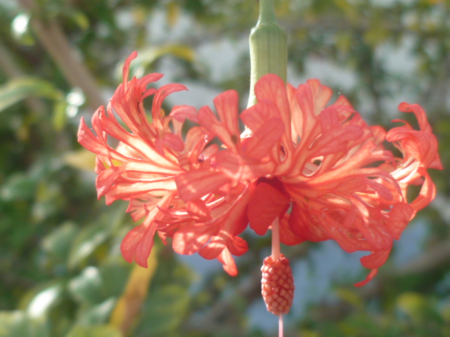 Hibiscus schizopetalus - hibiscus lanterne japonaise Divers53