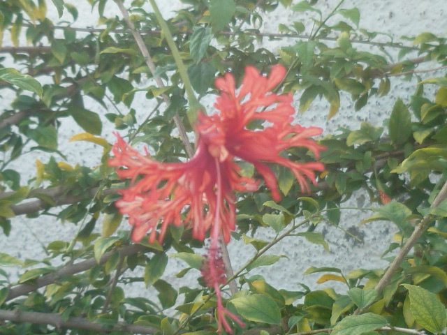 Hibiscus schizopetalus - hibiscus lanterne japonaise Divers54