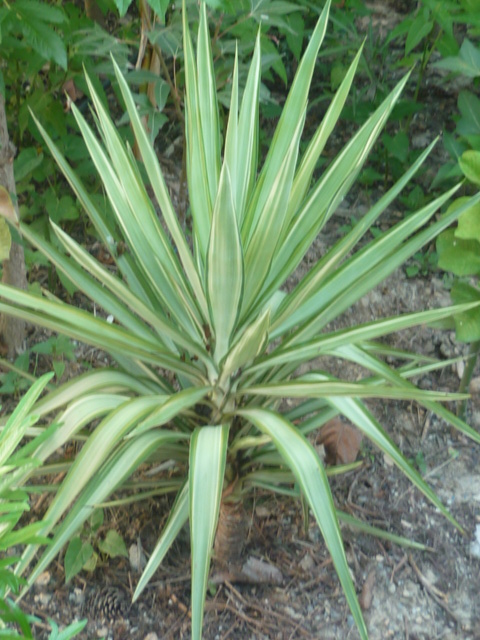 Yucca elephantipes - Yucca gigantea - Yucca guatemalensis - Page 6 Divers75