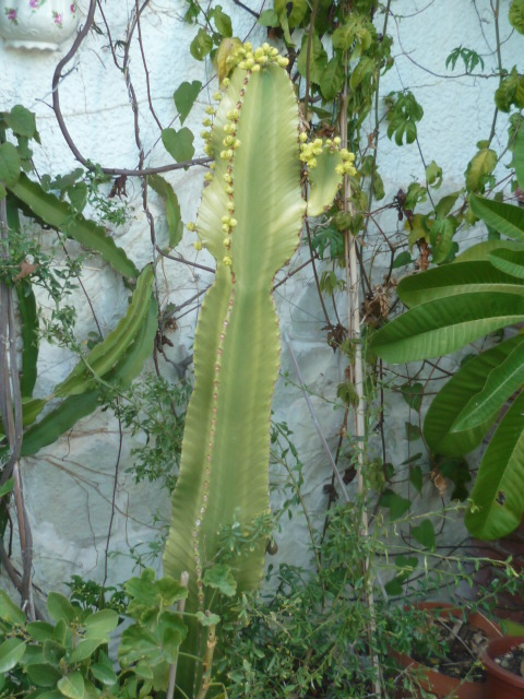 Euphorbia candelabrum Divers99