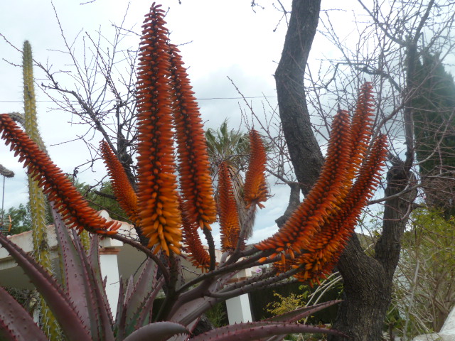 Aloe ferox Dives_12