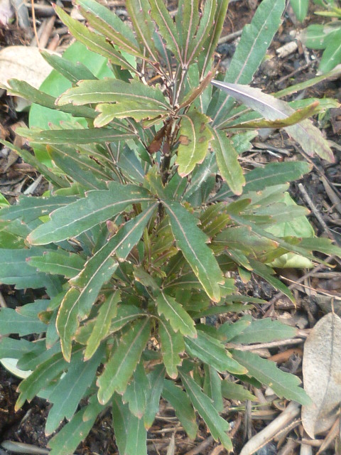 Schefflera elegantissima - [identification] Dizygo10