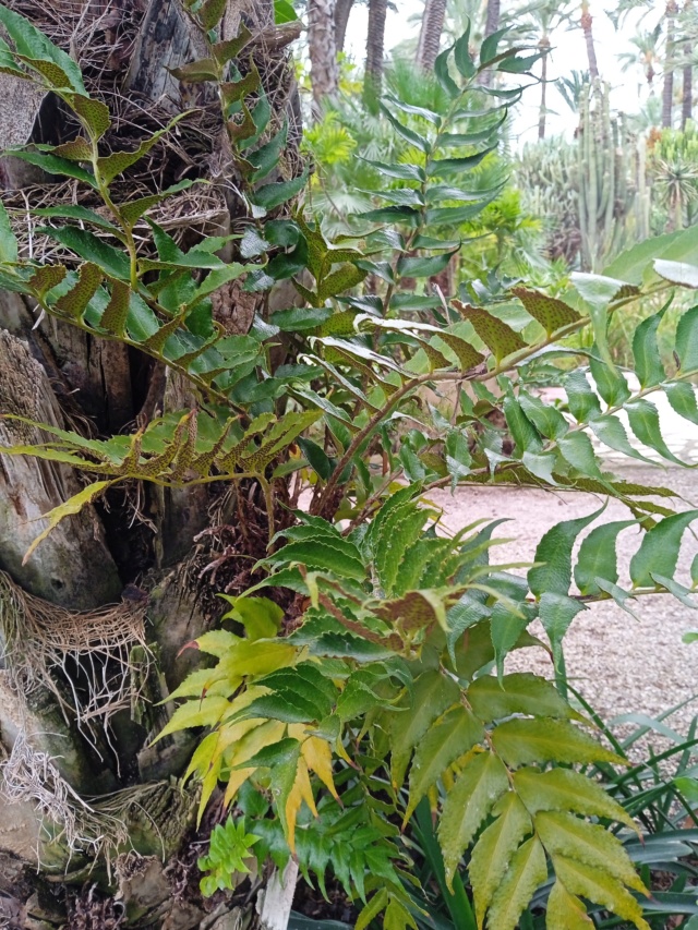 Identification plante épiphyte Epiphy25
