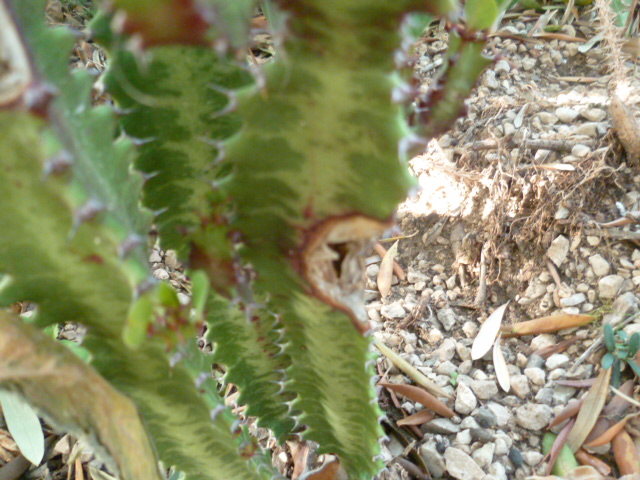 Euphorbia trigona forme rubra  Euphor11