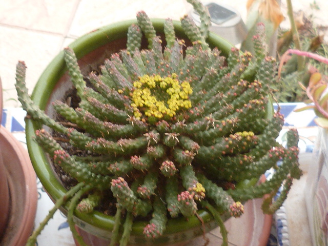 flanaganii - Euphorbia flanaganii Euphor13