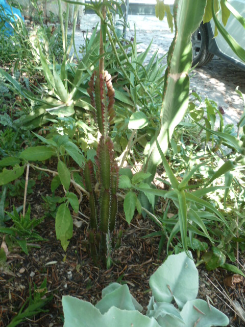 Euphorbia trigona forme rubra  Euphor15