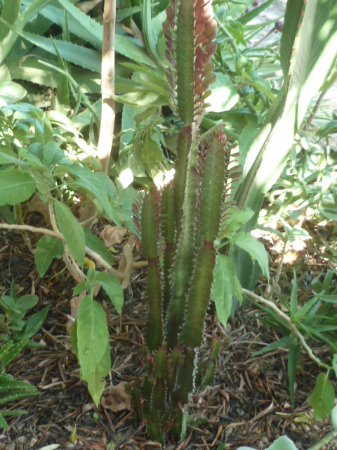 Euphorbia trigona forme rubra  Euphor16