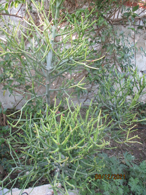 Euphorbia tirucalli - Page 3 Euphor20