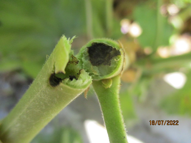 Pelargonium zonale ( X hortorum ) Euphor22