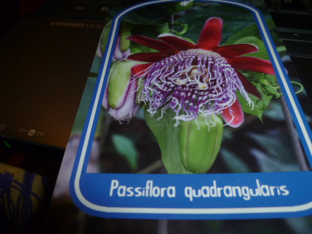 Passiflora quadrangularis et son hybride x Decaisnea Fiche_10