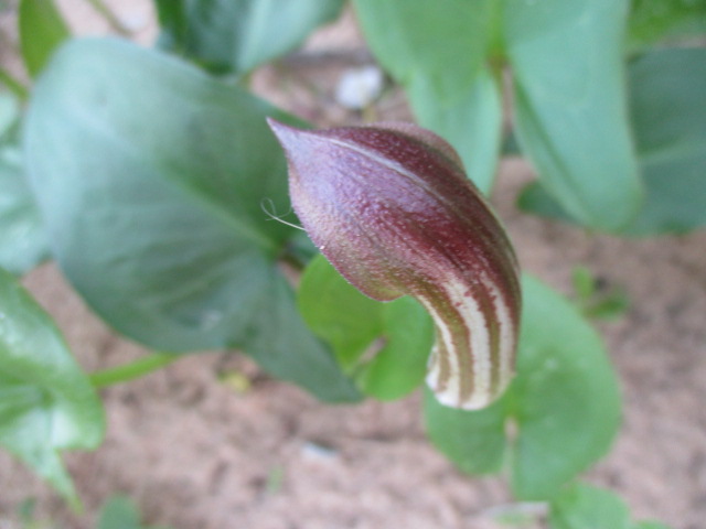 Arisarum vulgare - capuchon de moine Flore_42