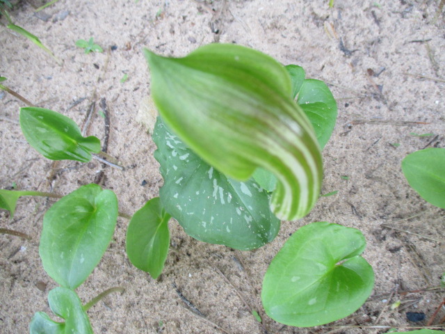 Arisarum vulgare - capuchon de moine Flore_43