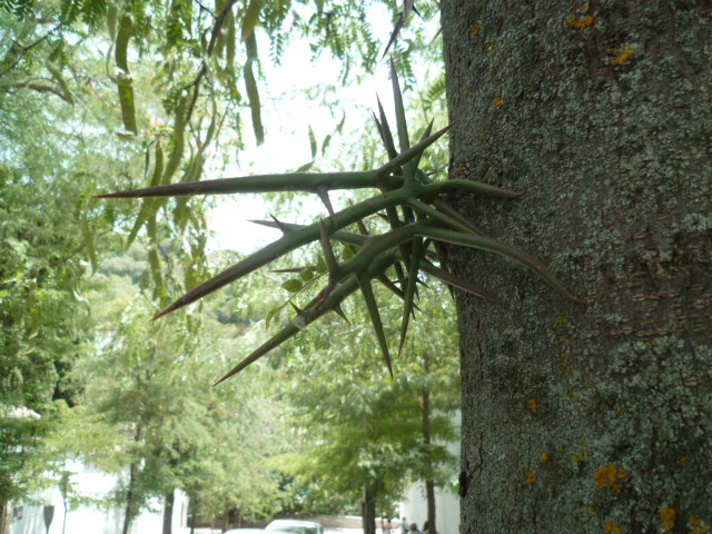Gleditsia triacanthos [Identification arbre] Grenad20