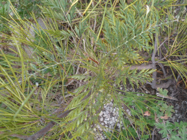 Grevillea johnsonii greffé sur Grevillea robusta [identification] Grevll10