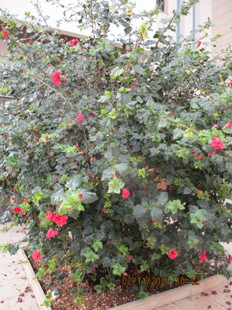 Hibiscus rosa-sinensis  Hibisc23