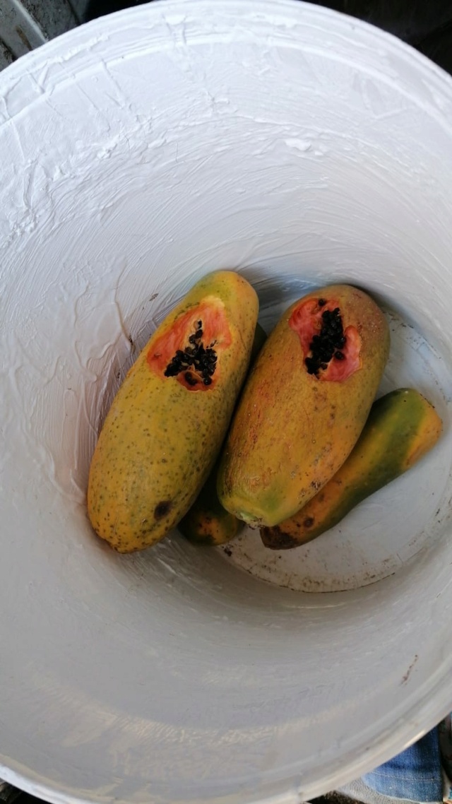 Carica papaya - papayer - Page 4 Img-2015