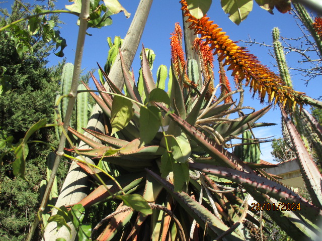 ferox - Aloe ferox - Page 2 Img_1930