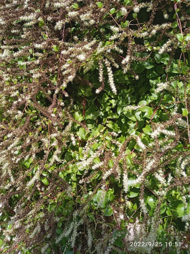 Anredera cordifolia (= Boussingaultia baselloides) - boussingaultie - Page 4 Img_2018