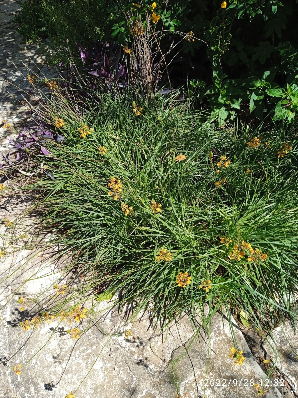 Bulbine frutescens - Page 3 Img_2027