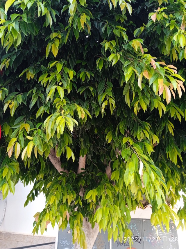 Ficus maclellandii Img_2100