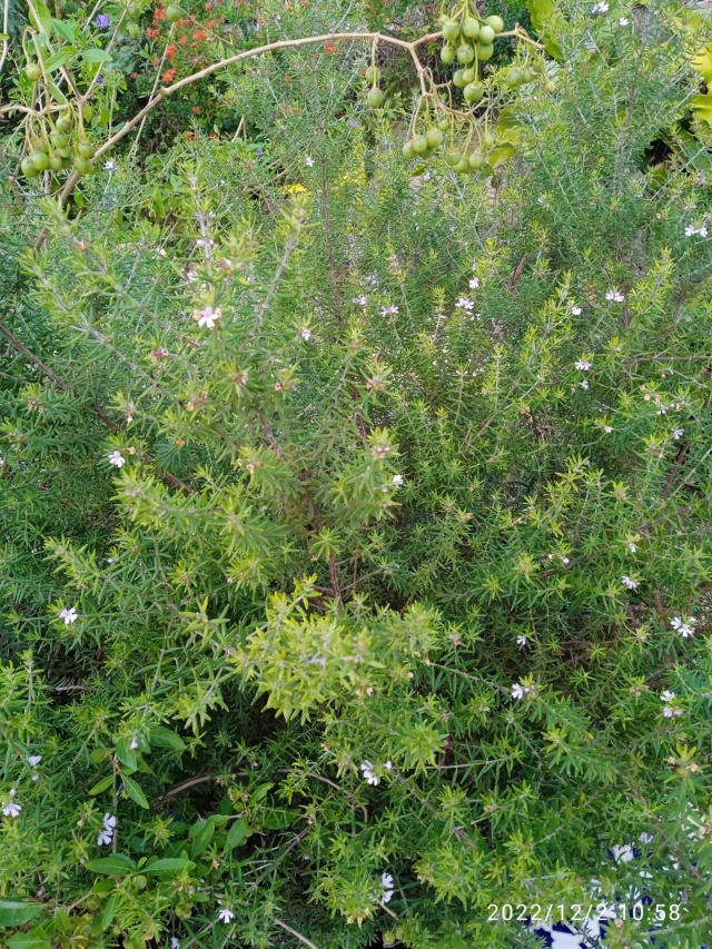 Westringia longifolia - romarin d'Australie Img_2116