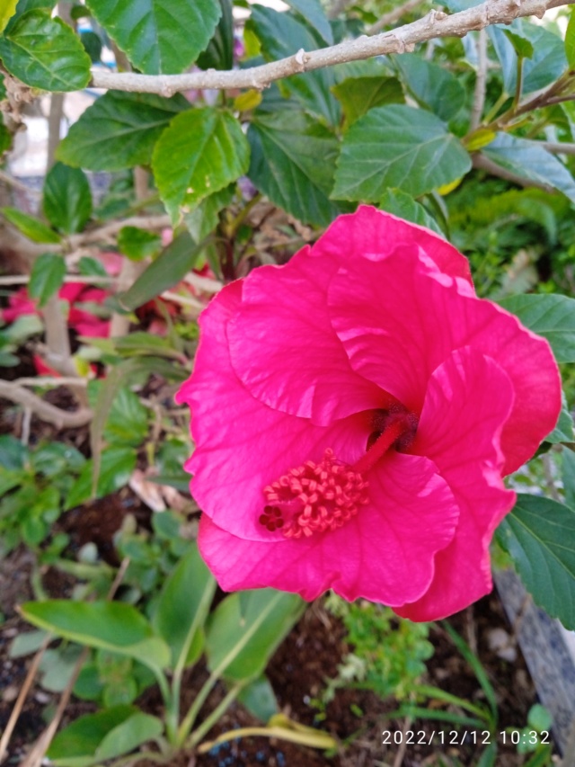 Hibiscus rosa-sinensis  Img_2143