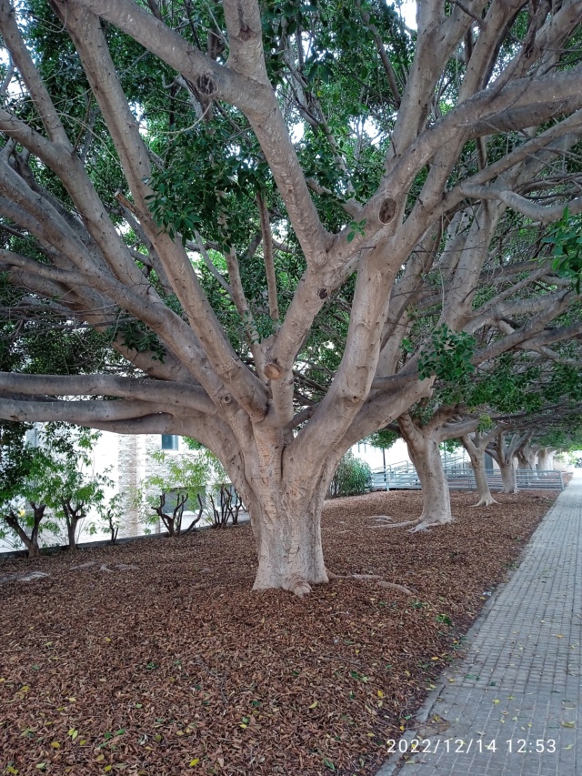 Ficus maclellandii Img_2157