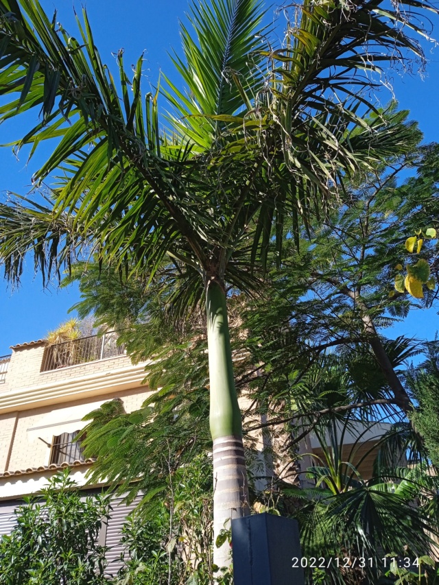 Roystonea regia - palmier royal Img_2168