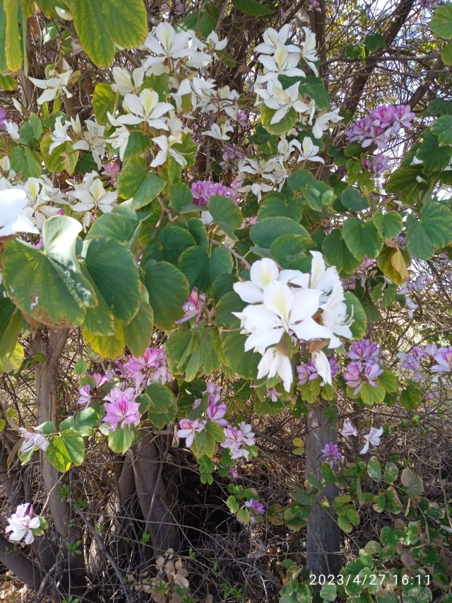 Bauhinia variegata - Page 3 Img_2312